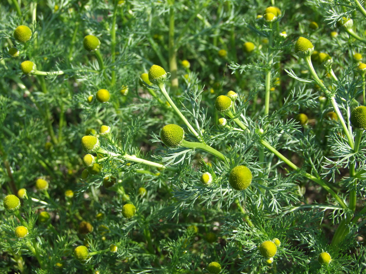 Ромашка пахучая (https://www.plantarium.ru/dat/plants/6/618/676618_67c8a997.jpg)
