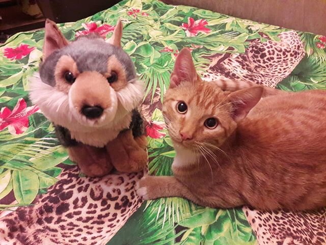 Справа - кот Викинг. Личное фото