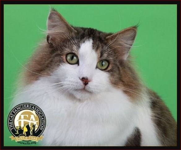 Источник: https://cfa.org/