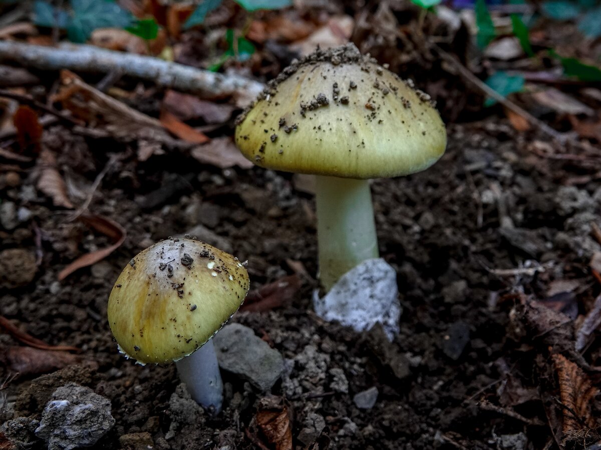 Бле́дная пога́нка (лат. Amanita phalloides)