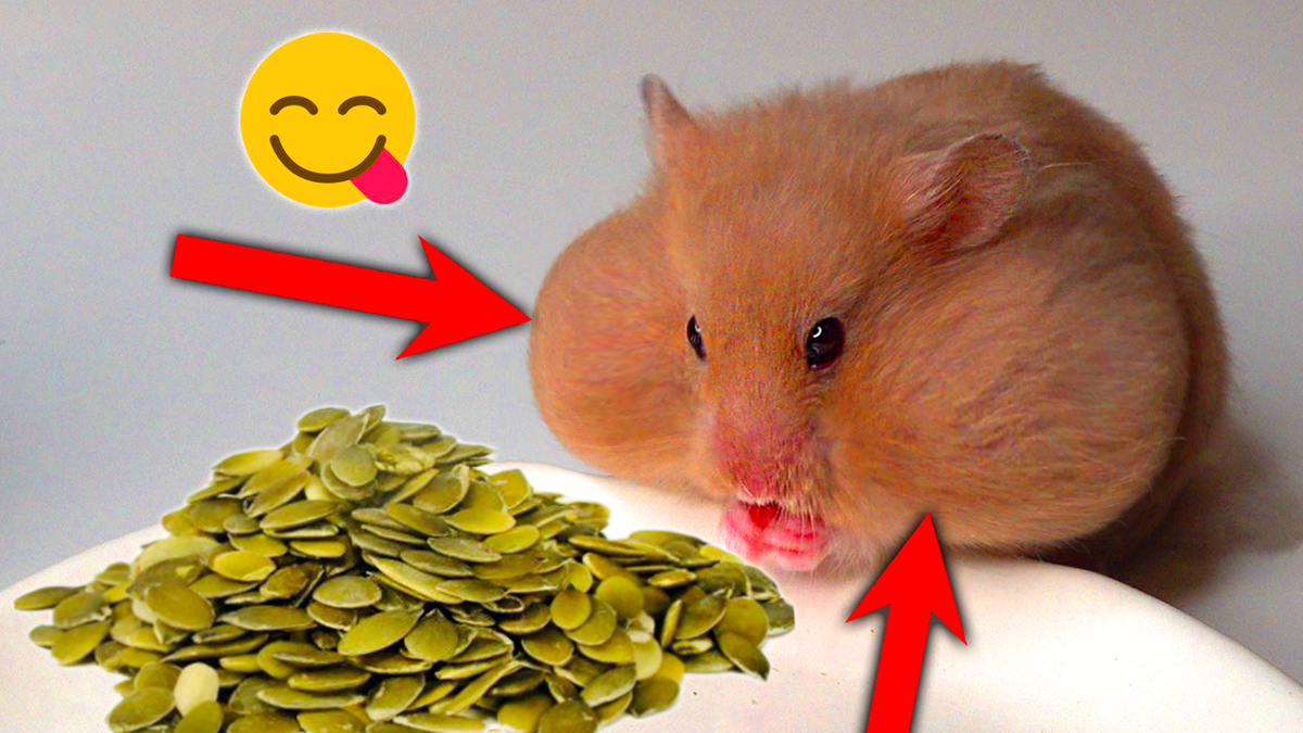 The Hamster Romulus Identify