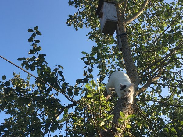  чужой кот приходит к нам все лето.