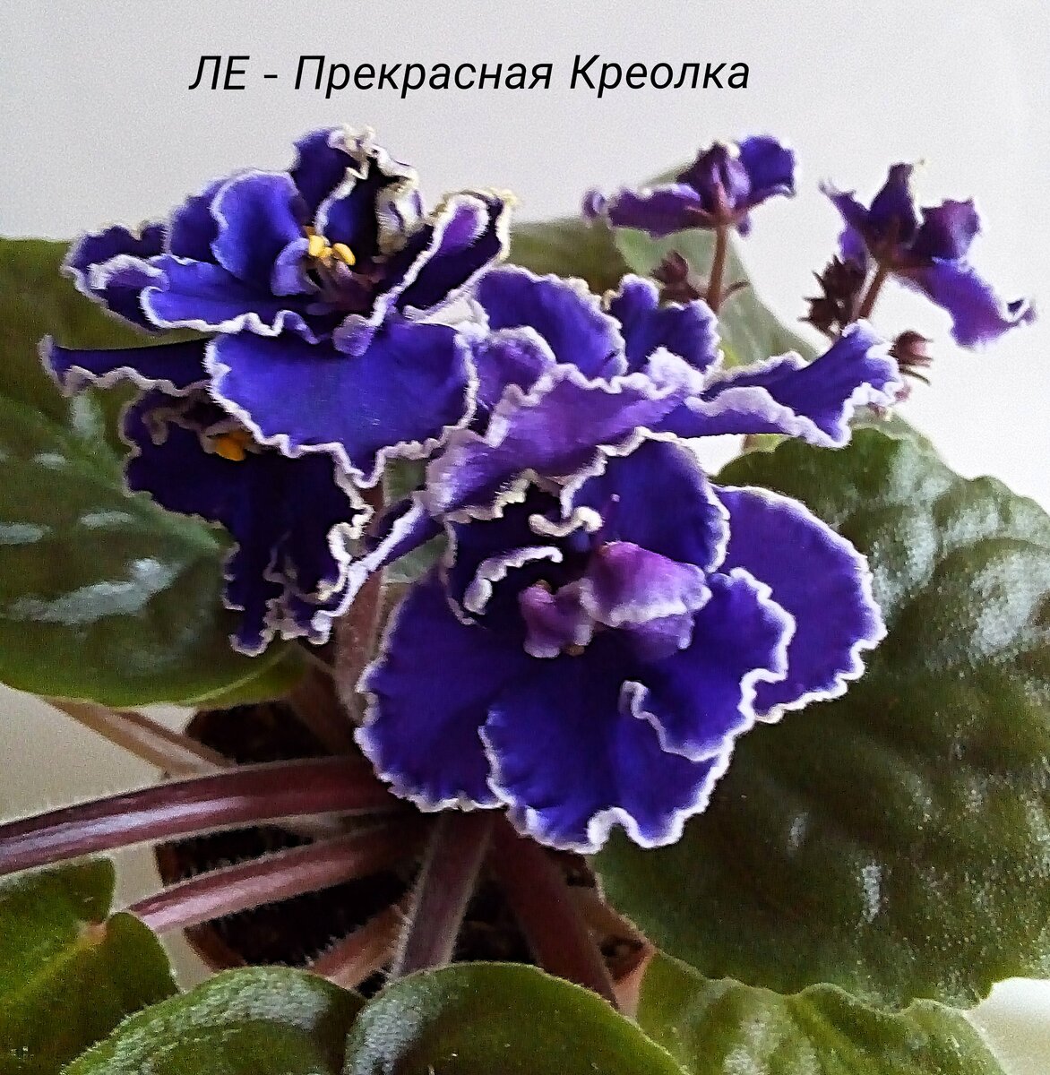 Фиалка прекрасная креолка