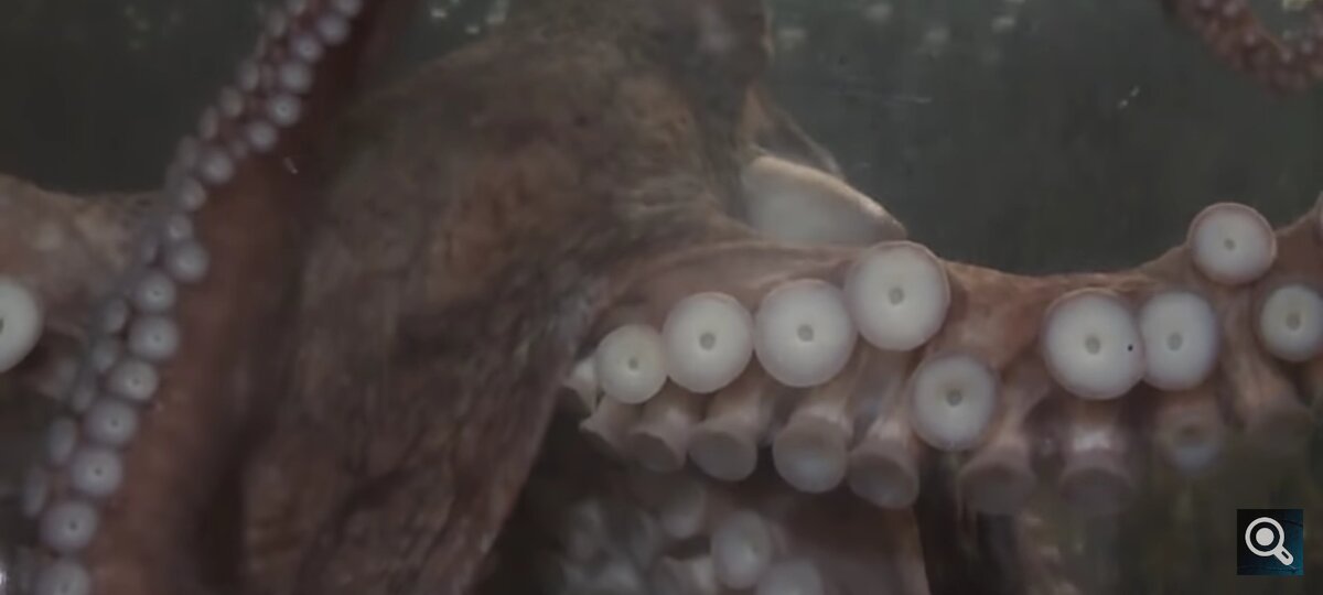 Щюпальца осьминога