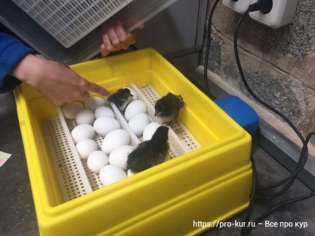 Инкубация индюшиных яиц и режим инкубации