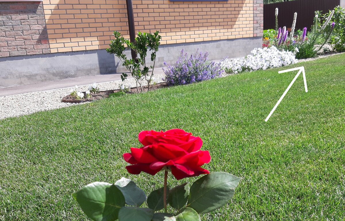 Лиатрисы вырастают до размеров декоративного куста