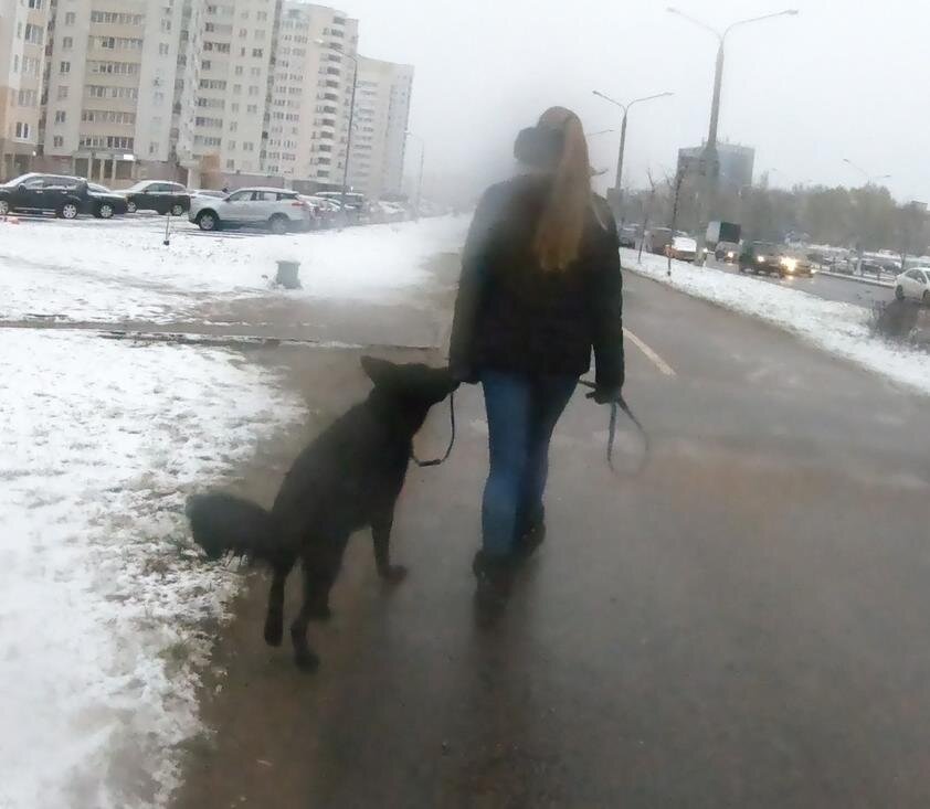 Поводок должен провисать!
