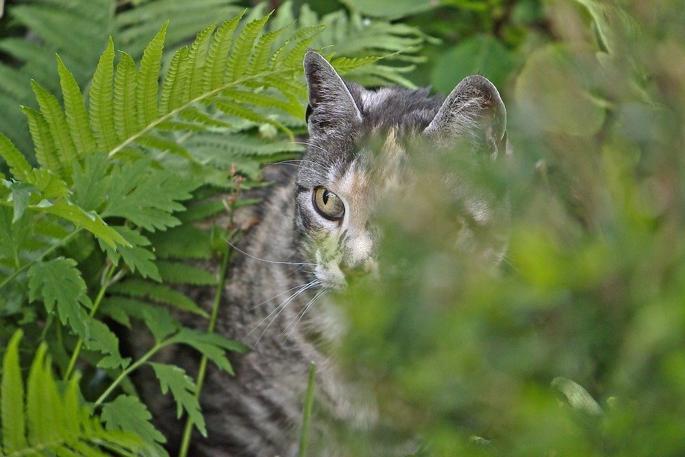 прирожденный охотник (фото pixabay.com)