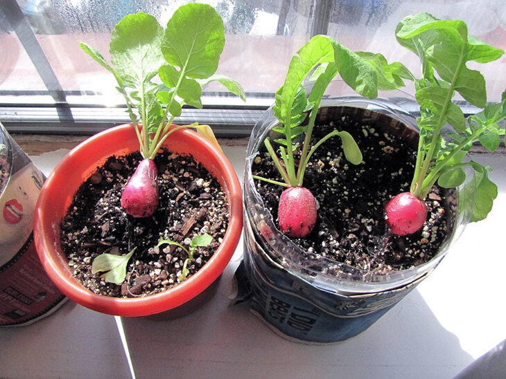 Огород на подоконнике: секреты выращивания вкусного редиса