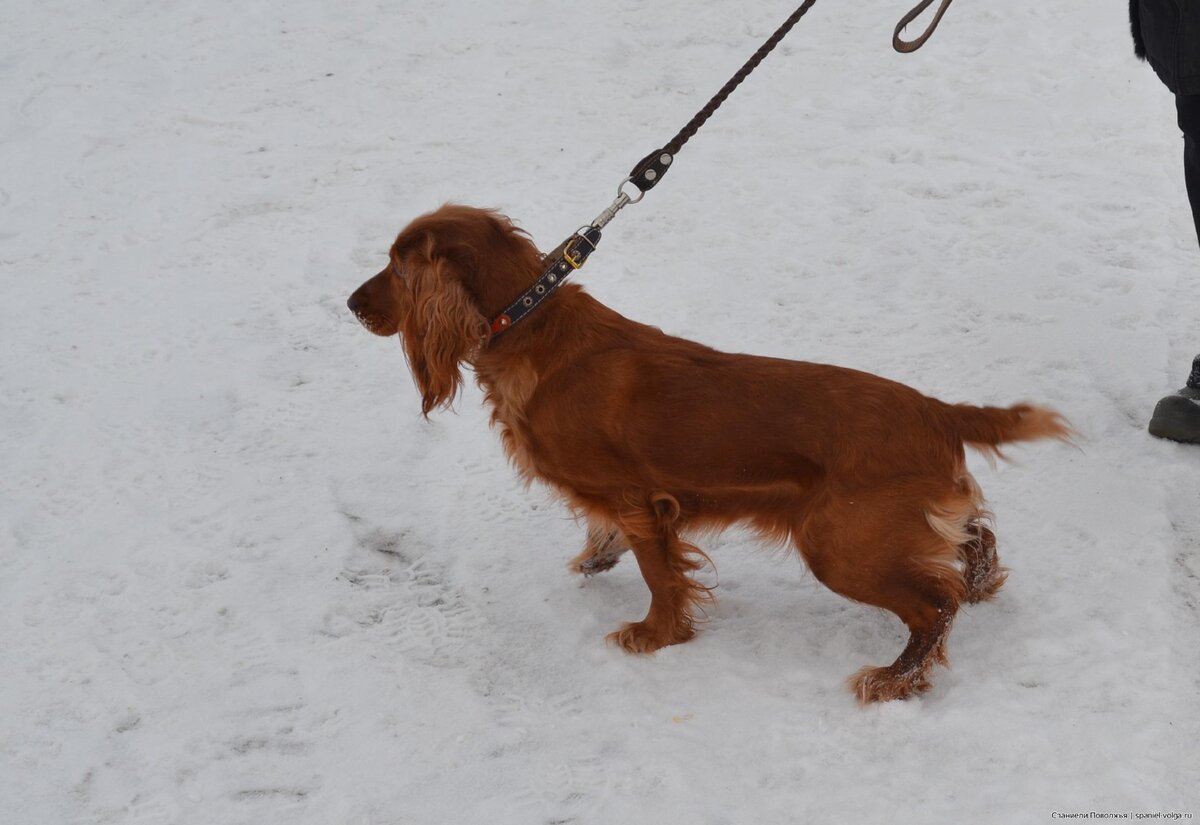 Яндекс картинки spaniel-volga.ru