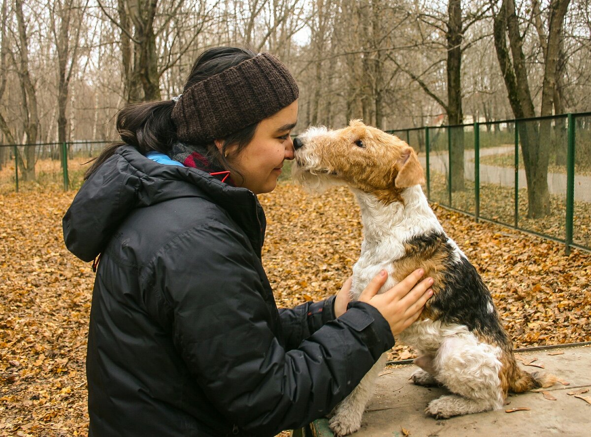 Вольт. Фокстерьер. 5 лет