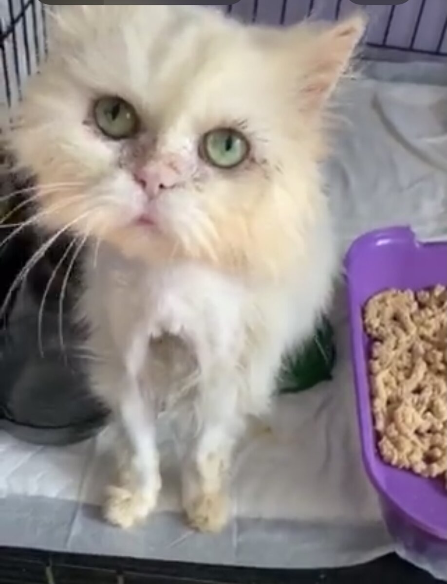 Первые дни в приюте, остальные фото добавим в комменты, иначе ограничат статью 