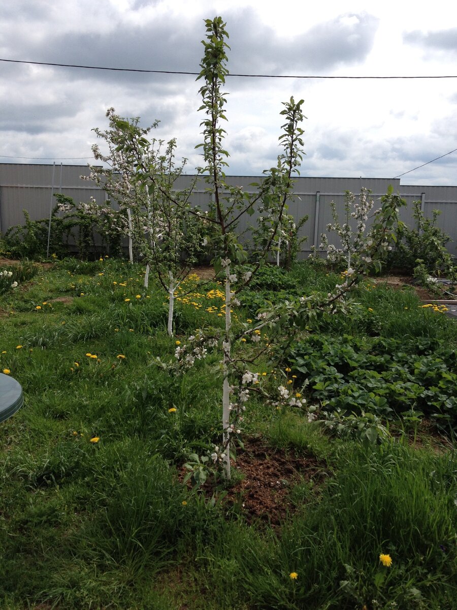 совсем молодой сад