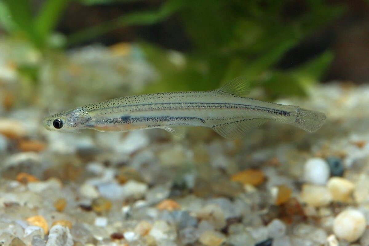 Яндекс-картинки. Если кто-то ещё не знает, причём здесь эта милая тропическая рыбка, то я именно про неё рассказывала прям на днях. Почитайте - узнаете много нового и интересного)))