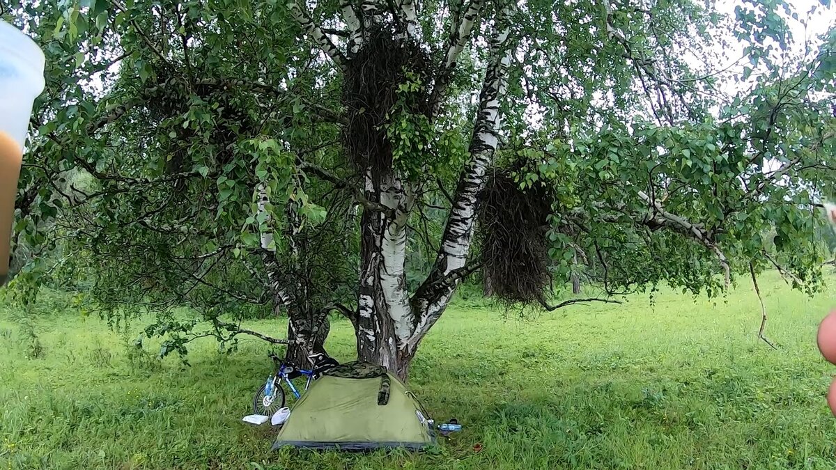 Ведьмины волосы 