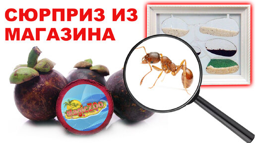 Муравьиная ферма своими руками. Формикарий для муравьев из фоторамки | ant farm diy.