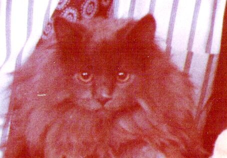 фото автора (псевдоним "Спасите Ваших Кошек!")