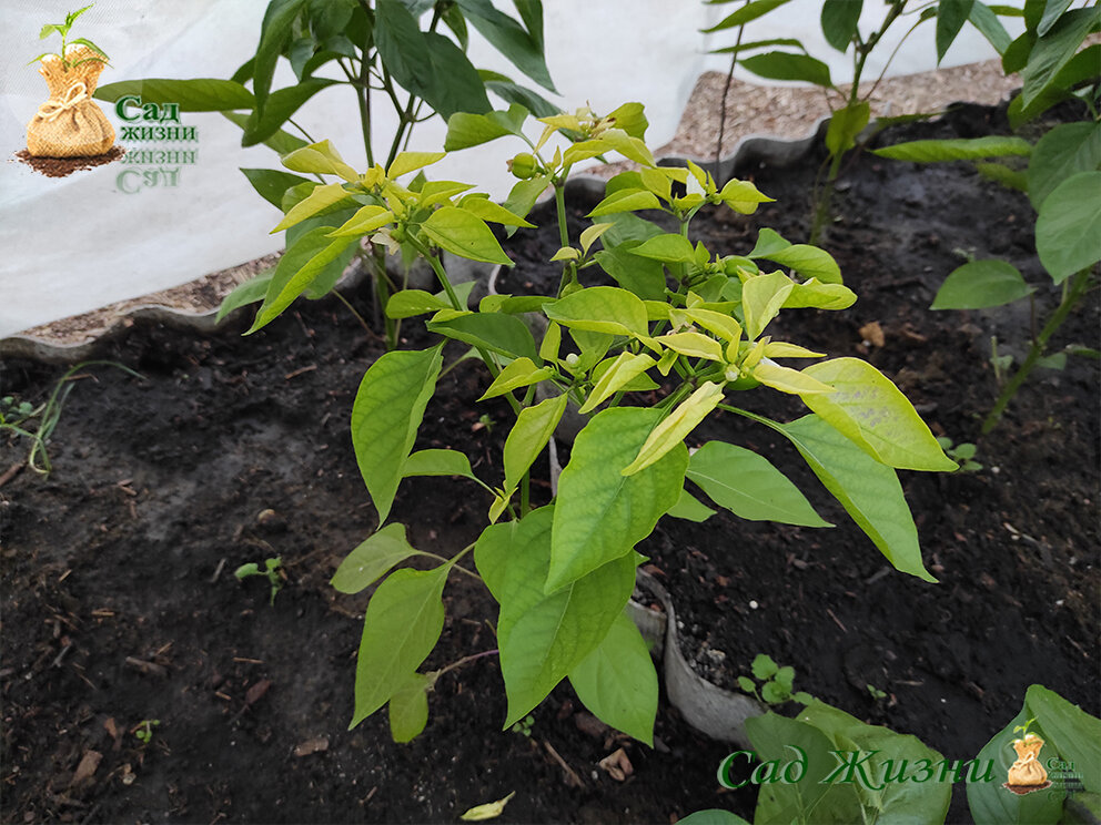 Если на растениях желтеют листья, это ХЛОРОЗ. Но это не приговор | Сад ...