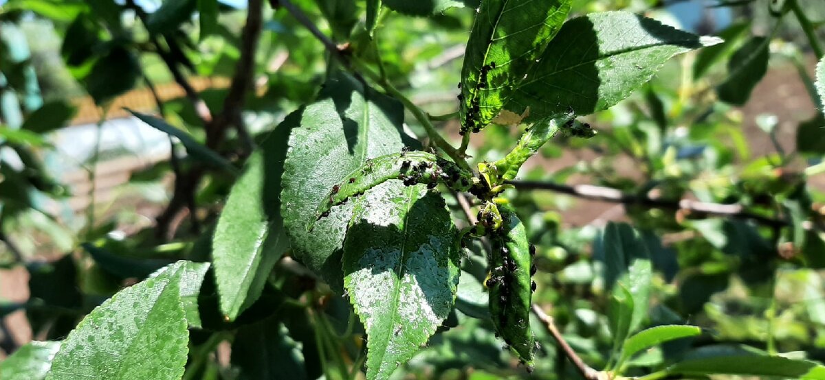 Нашествие тли