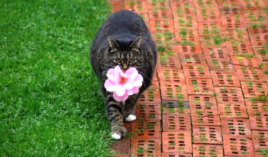 кот несет подарок. картинка из яндекс