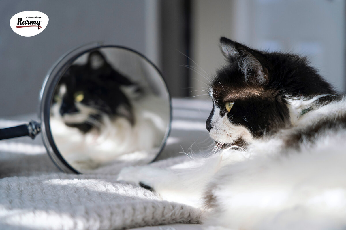 Видят ли коты себя в зеркале? | Karmy | Дзен