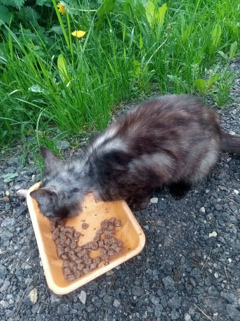 Кошка-статуэтка на улице