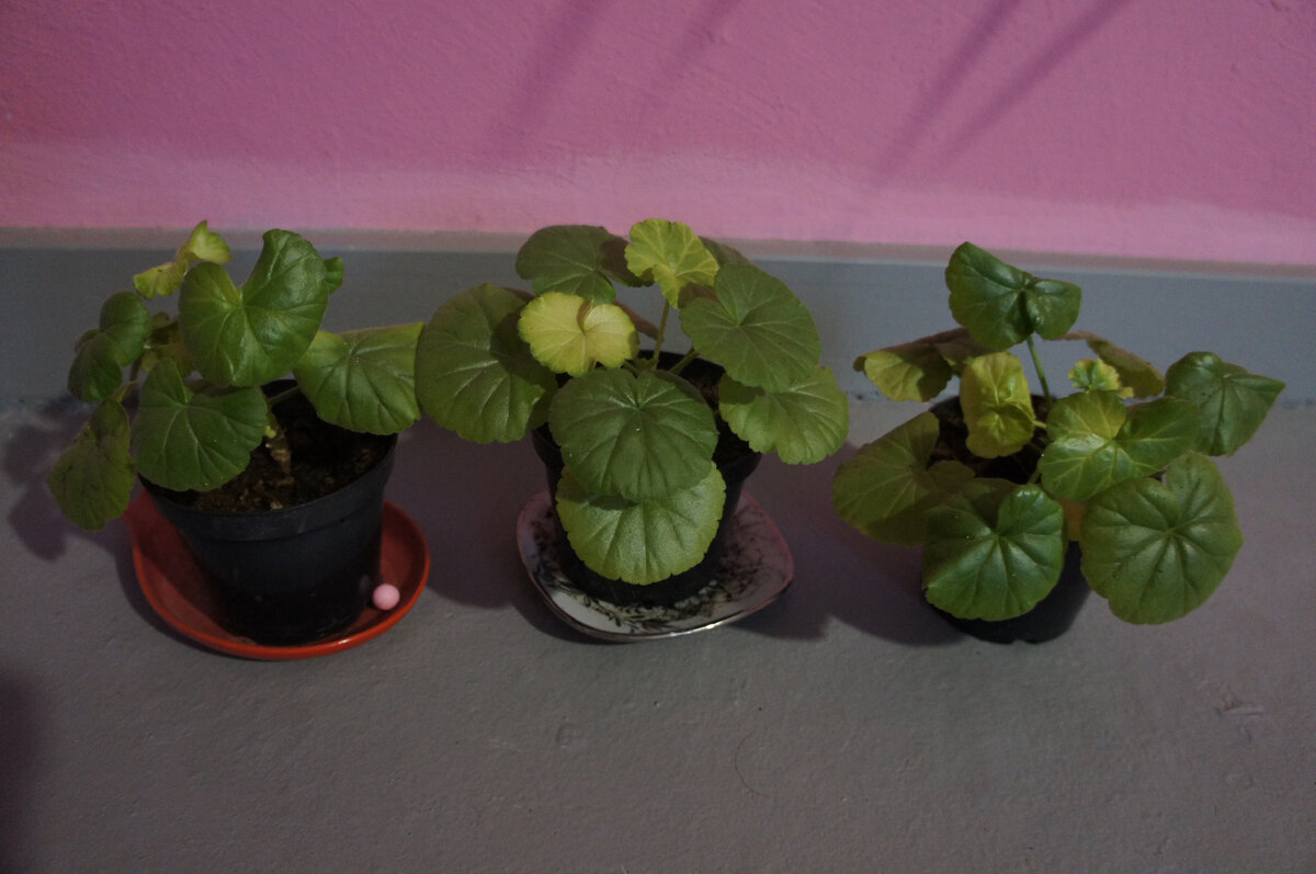 стресс у герани