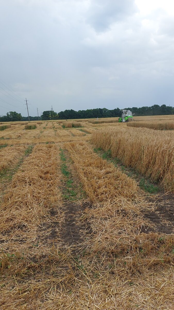 Вид на делянки