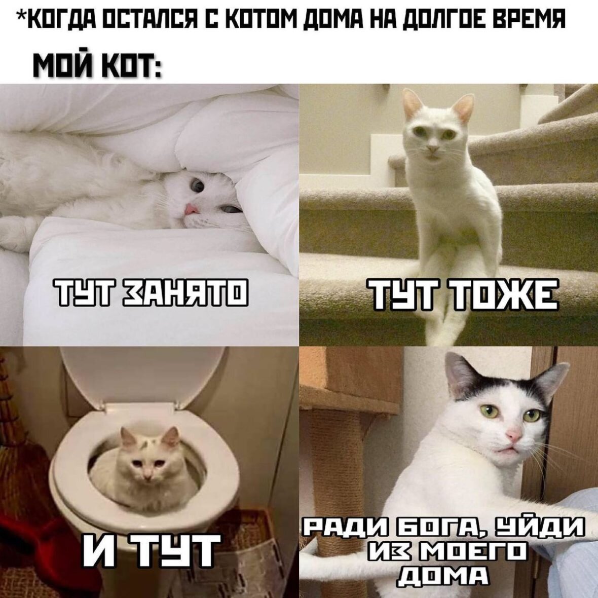 вот это настоящий кот 