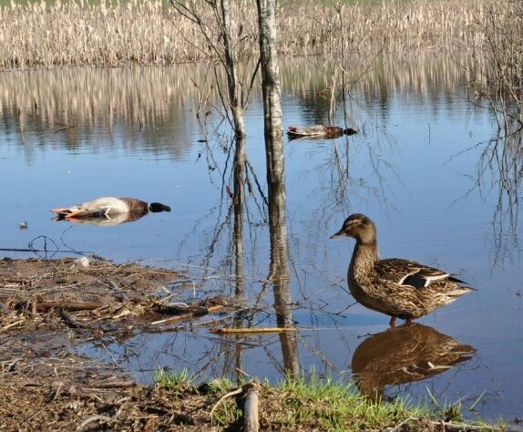 Добавьте описание