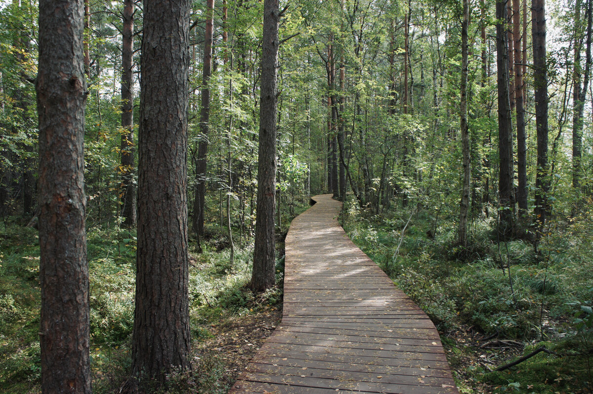Экомаршрут в Сестрорецком заказнике. Фото автора