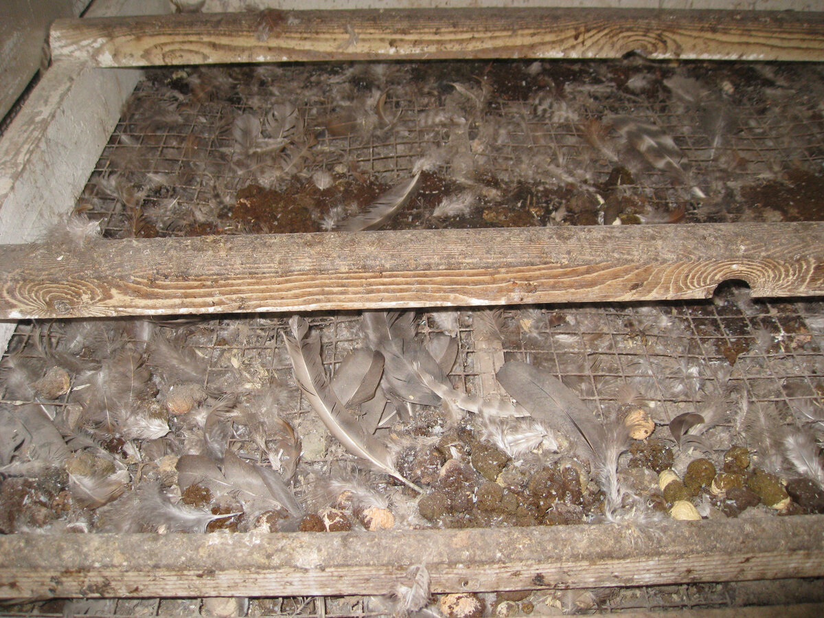 Насест у полуторагодовалых весь усыпан выпавшими перьями