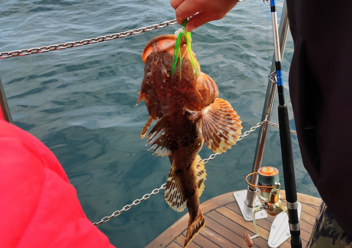Что можно поймать на удочку в Тихом океане. Показываю улов за час ...