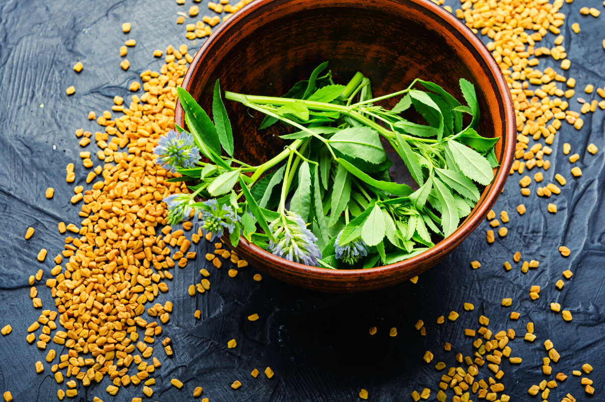 Пажитник польза для здоровья. Фенугрек. Пажитник Сенной растение. Fenugreek leaves. Чаман растение фото.