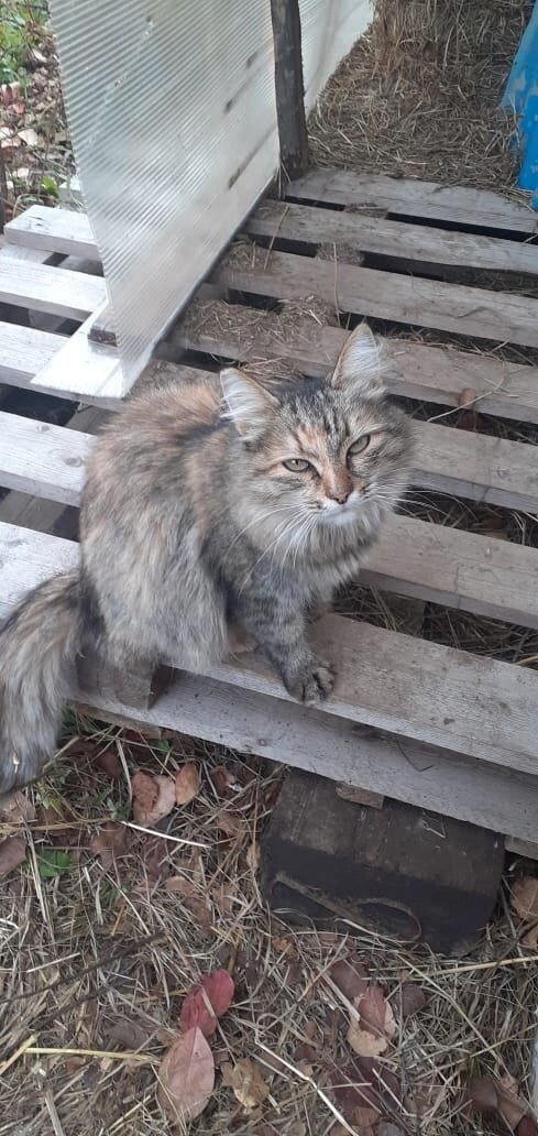 Бездомные кошки в нашем городе (малая их часть)