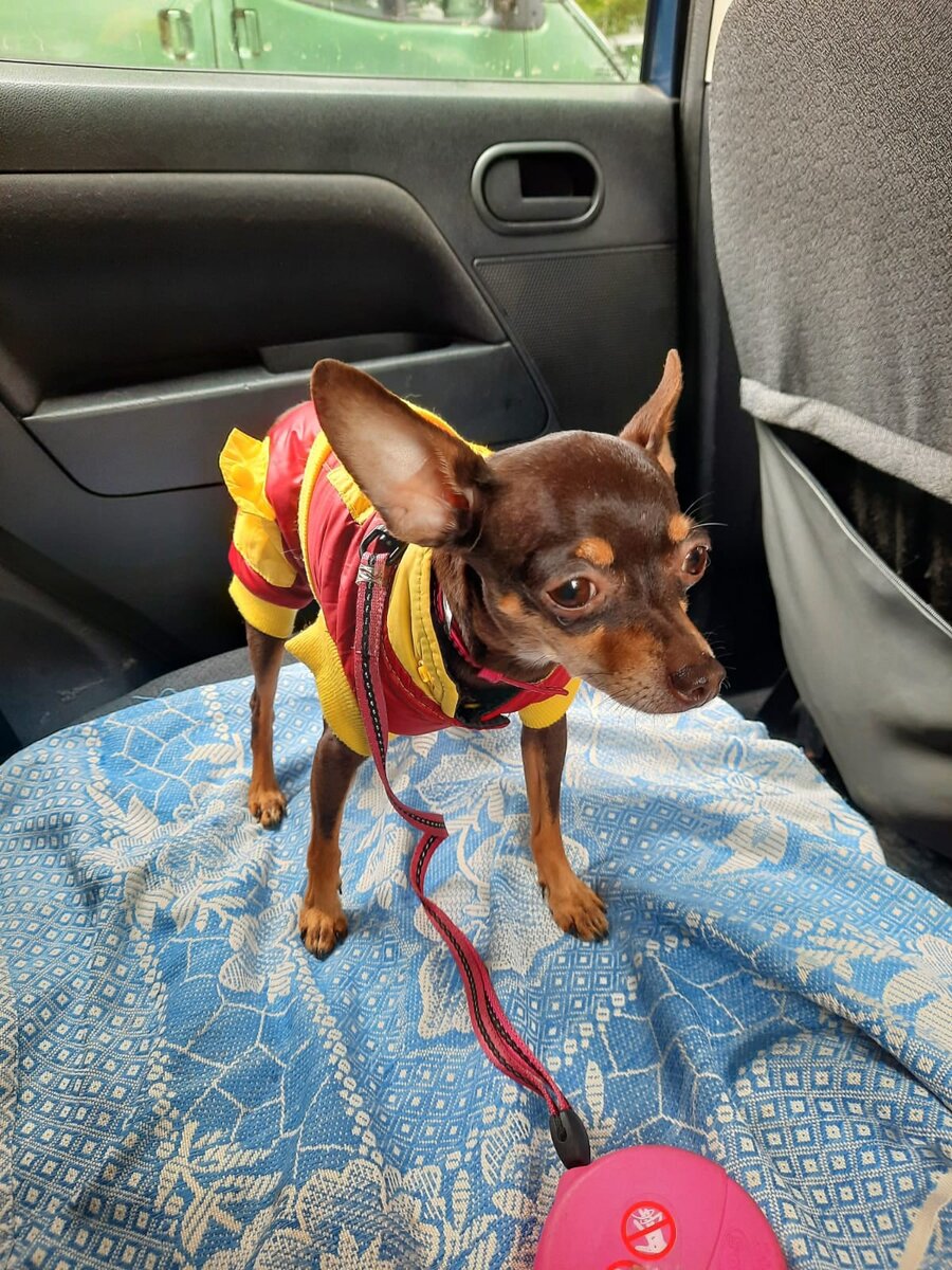 Фото: приют "Полянка"