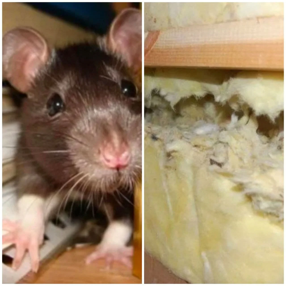 Травяная крыса. Запах отпугивающий мышей в доме. Мыши в утеплителе дома. Трава от мышей. Средства от домашних мышей в частном доме.