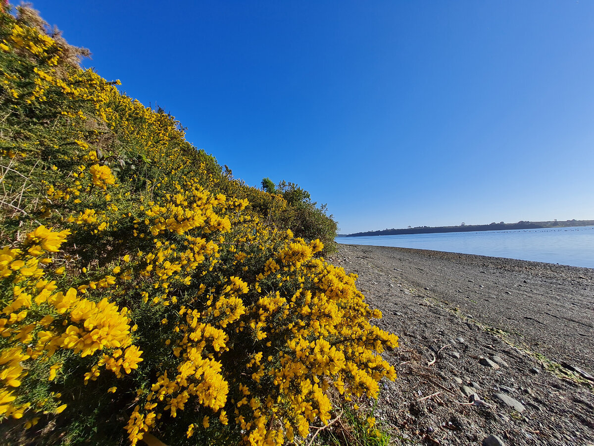 Чакай на берегу океана
