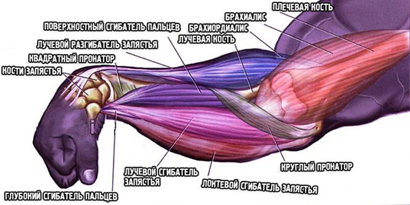 Как развить (накачать) мышцы предплечья
