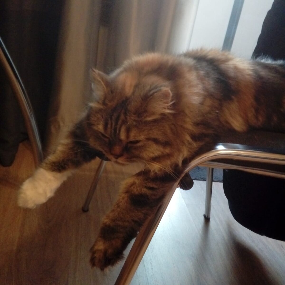 Хоспади! За что мне такая хозяйка досталась? Говорили ведь бери роялканин на все