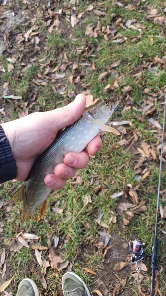 БЕЛОЕ ОЗЕРО. КОСИНО. МИКРОДЖИГ И БЕСКОНЕЧНЫЙ ОКУНЬ. | FISHDAY | РЫБАЛКА |  ДНЕВНИК🐟 | Дзен