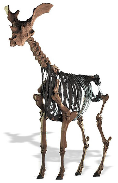 Цифровое восстановление скелета Sivatherium giganteum с холмов Сивалик, Индия. (Basu et al/CC BY 4.0)