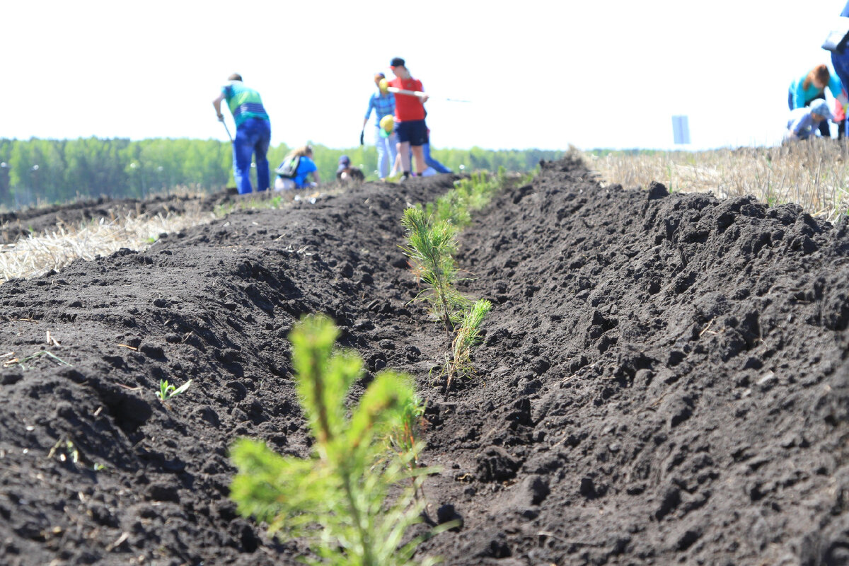 Такими мы садили деревья в 2014 году. А какими они стали — смотрите в видео