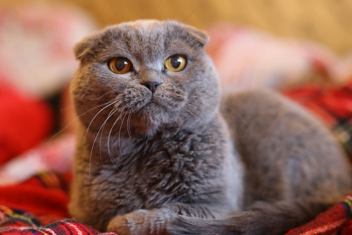 Британская вислоухая кошка: фото, история происхождения, характер и уход