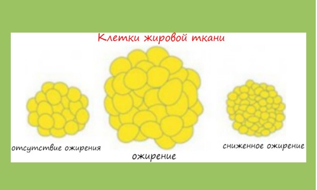 Жировая клетка рисунок