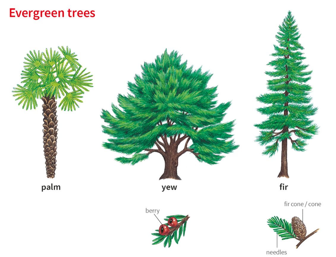 Сказка почему сосна и ель вечнозеленые. Хвоя дерево. Yew Tree перевод. Сосна глагол. Fir Tree перевод.