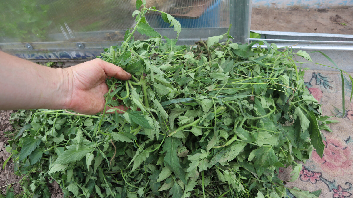 Настой листьев томатов. Зеленая ботва помидор. Ботва томатов. Настой ботвы томатов. Пасынкование баклажанов.