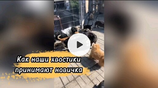 Наши хвостики принимают новичка 🐶