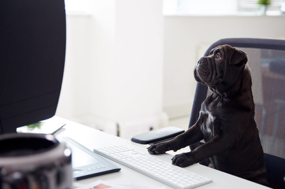     Одни дома: 7 пород собак, которые спокойно переносят одиночество