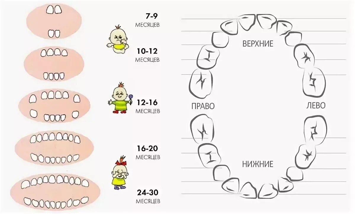 Схема прорезывания молочных зубов у детей до года